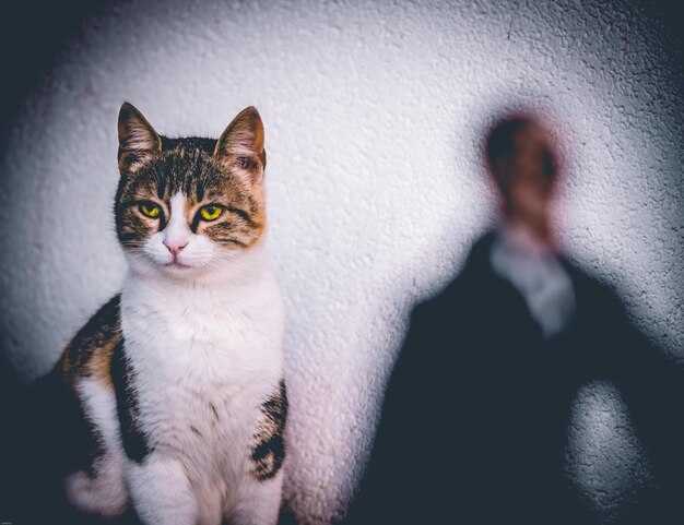 Главные страхи кошек