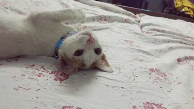 Кровь в кале у котенка