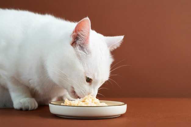 Можно ли кошкам макароны? Можно ли кошкам макароны?