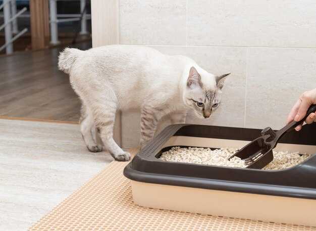 Использование для котят