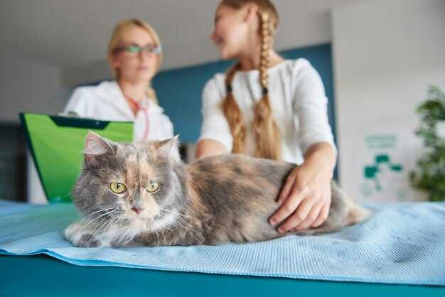 Сотрясение мозга у котенка