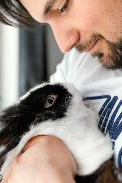 Укусы человека кошачьими блохами — что делать владельцу